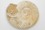 Jurassic Ammonite (Perisphinctes) Fossil - Madagascar #203907-1